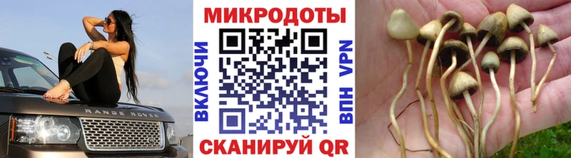 где можно купить наркотик  Могоча  Галлюциногенные грибы GOLDEN TEACHER 